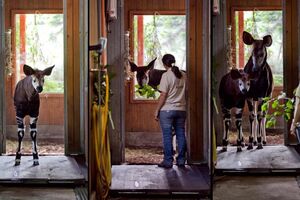 Eles também têm cuidado com a linha (vídeo)