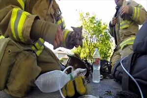 Bombeiro tenta salvar gato e emociona milhões