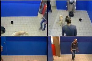 Cães são leais a tudo o que lhes dê comida (vídeo)