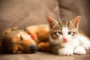 Governo quer limitar dois cães e quatro gatos por apartamento