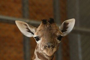 Descubra por que andam tantas girafas no Facebook (vídeo)