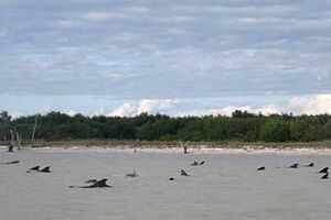 46 baleias dão à costa nos EUA (vídeo)