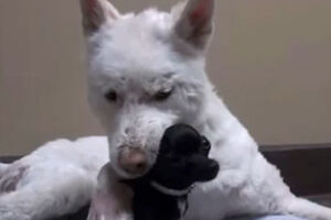 Cadela salva de lixeira adopta cão resgatado (vídeo)