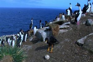 Falcão consegue imagens fantásticas da colónia de pinguins