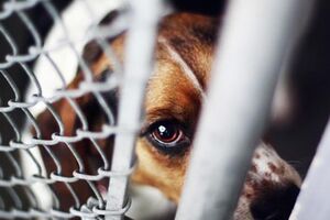 Lançado ‘cheque’ para tratar animais de famílias carenciadas