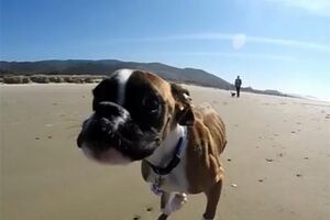 Cão sem as duas patas torna-se viral nas redes sociais