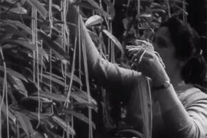 Sabia que o esparguete cresce nas árvores? (vídeo)