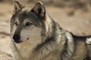 Os lobos conseguem mudar rios (vídeo)