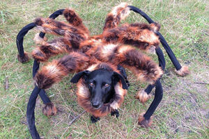 Não há nada mais assustador do que… um cão-tarântula?