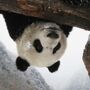 Da Mao, o panda adora a neve