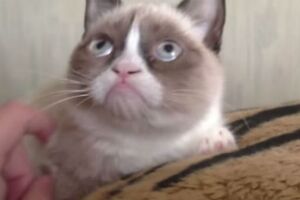 Do not disturb Grumpy Cat!.mp4