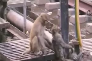 macaco_salva_vida_macaco_india.mp4