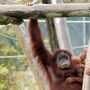 Habeas corpus para um orangotango? Sim, é possível