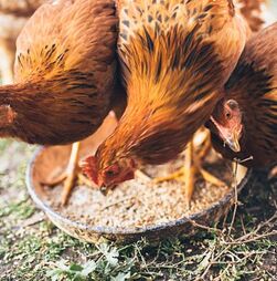 Portugal soma 52 focos de gripe das aves após nova confirmação em Aveiro