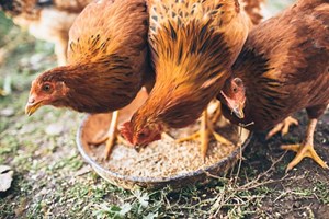 Rússia deteta primeiro caso de transmissão a humanos de estirpe da gripe das aves