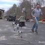 Chama-se Spot e é o cão robot da Google 