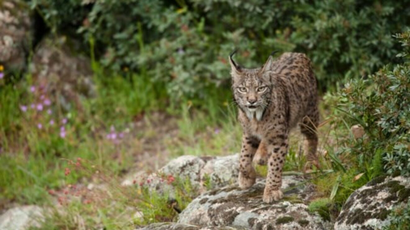 Animais Em Via De Extinção Em Portugal