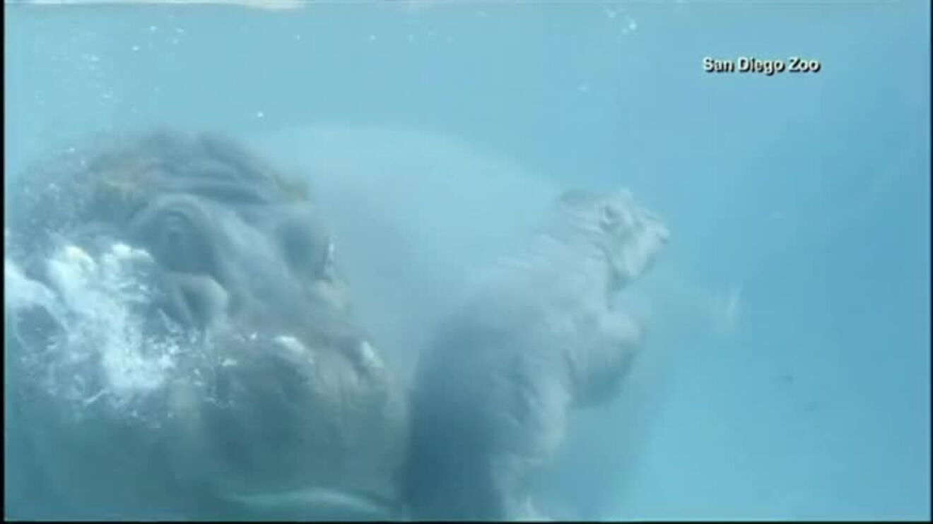 Hipopótamo do zoo de San Diego ensina filho a nadar
