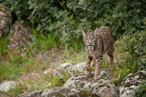 Portugal tem quase 500 espécies em perigo de extinção