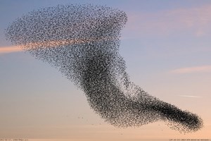 Há uma máfia que trafica... pássaros