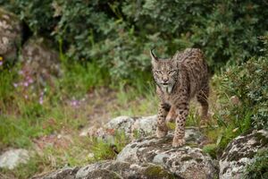 Lince Ibérico