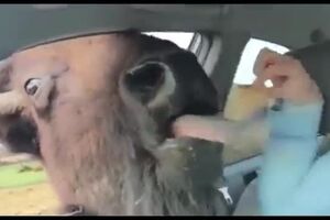bufalo_lambe_turista.mp4