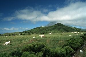 Açores, Ilha do Pico