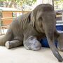 Mosha, a elefante que passou a andar com uma perna artificial