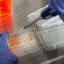Herpes modificado geneticamente pode combater cancro da pele 