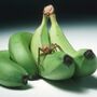 Aranha 'viagra' escondida em bananas