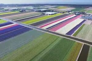 campo_tulipas_drone_holanda.mp4