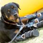 Cão recebe próteses para as quatro patas e volta a andar