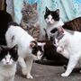 Mais de 800 gatos numa só ilha e outras histórias de sucesso turístico