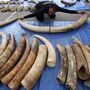 Tailândia apreende toneladas de peças de marfim