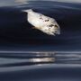 Quercus alerta para peixes mortos e espuma na água do rio Tejo 