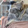 Este koala não largou a mãe durante operação