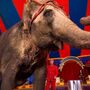 Évora põe fim ao circo com animais