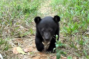 Levou dois anos para perceber que não tinha comprado cães