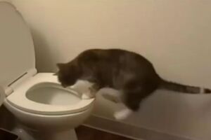 CATusingToilet.mp4
