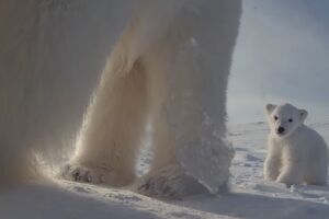 PolarBearFirstSteps.mp4