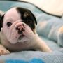 Bonsai: O 'meio' bulldog que o vai derreter