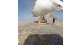 Gaivota rouba câmara GOPro, tira selfies e ainda filma