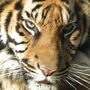 Jardim Zoológico celebra Dia Mundial do Tigre