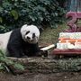 Este panda gigante venceu um record do Guinness