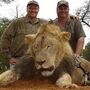 Identificado caçador que matou Cecil, o leão mais famoso do Zimbabwe