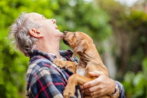 Porque é que os cães ficam tão felizes ao reencontrar os donos?