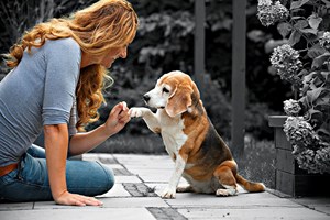Nasceu um site para o seu cão