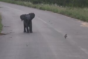 ElefantePASSARADA.mp4