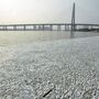 Milhares de peixes aparecem mortos nos arredores de Tianjin