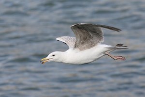 Em 2025 quase todas as aves marinhas vão estar “plastificadas”
